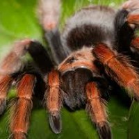 brachypelma boehmei