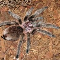 grammostola rosea2