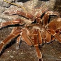 theraphosa blondi2