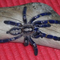 Poecilotheria metallica (female)