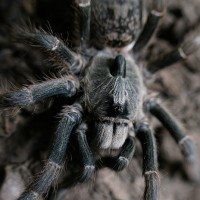 Ceratogyrus darlingi