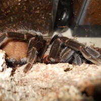 Brachypelma vagans - Dominqiue