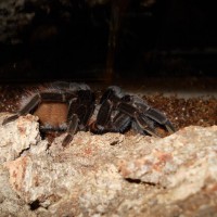 Brachypelma vagans