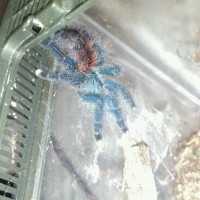 Avicularia Avicularia