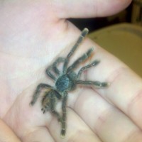 Avicularia Avicularia