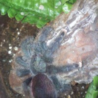 Avicularia avicularia (Samantha