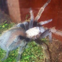 Aphonopelma payson (Creeper Zayn)