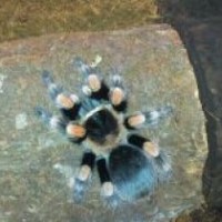 bsmithi