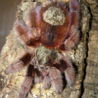 Avicularia versicolor