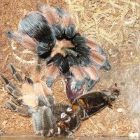 Brachypelma emilia post-molt