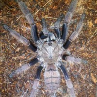 Chilobrachys fimbriatus