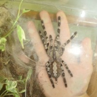 P. regalis (♀)