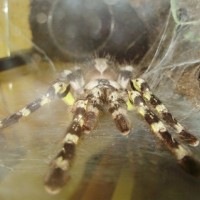 P. regalis (♀)