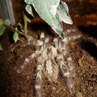 P. regalis (♀)