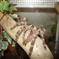 P. regalis (♀)