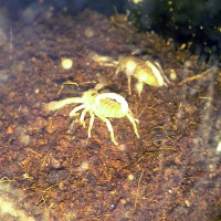 my baby Emperor scorpions