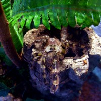 Poecilotheria regalis juv.