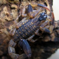 Lychas murcronatus