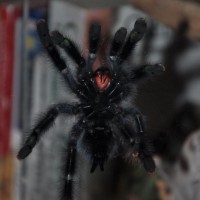 avicularia avicularia M/F?