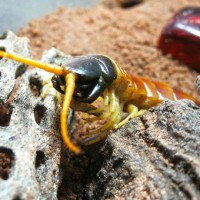 Scolopendra heros arizonensis