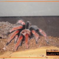 B. Boehmei