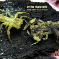 Lychas murcronatus