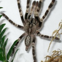 P. Smithi