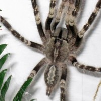 P. Smithi