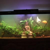 My old goldfish setup