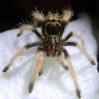 My New Chromatopelma Cyaneopubescens