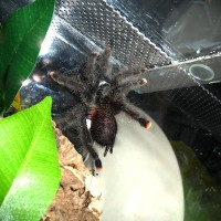 Avicularia avicularia