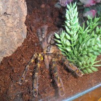 Poecilotheria ornata