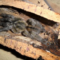 Psalmopoeus cambridgei