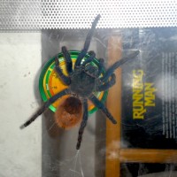 Chromatopelma cyanopubescens