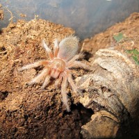 Grammostola rosea "rcf"