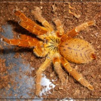 Pterinochilus murinus RCF