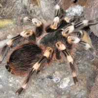 Acanthoscurria geniculata