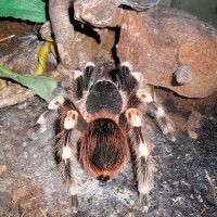 Acanthoscurria geniculata