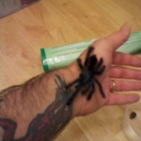 Pinkie after 2 molt