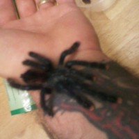 Pinkie after 2 molt