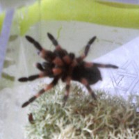 Dante my B. Smithi