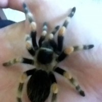 Brachypelma smithi