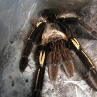 Ephebopus  murinus