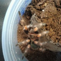 B. smithi