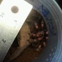 B. smithi