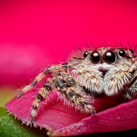 resting on a flower