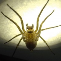 Tegenaria agrestis - Female Hobo spider