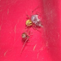 Theridiidae battle