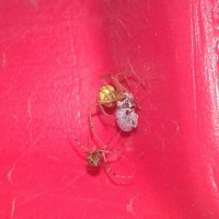 Theridiidae battle