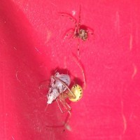 Theridiidae battle